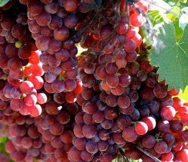 Виноград "Мускат Красный", саженец 1 шт Виноград "Мускат Красный", саженец 1 шт