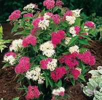 Спирея японская "Генпей (Дженпей)", саженец 1 шт