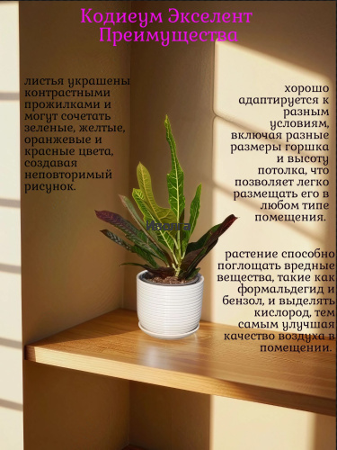 Кодиеум Экселент фото 4