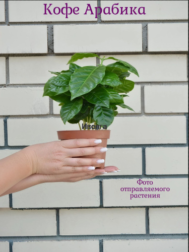 Кофе Арабика фото 5