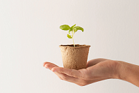 Уход за саженцами после приобретения