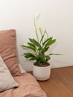 Спатифиллум Алана