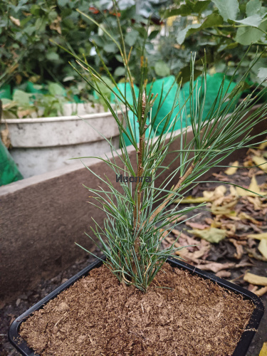 Кедр сибирский двух-трехлетка, саженец 1 шт фото 2