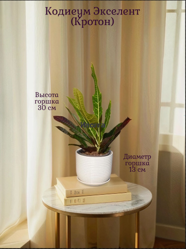 Кодиеум Экселент