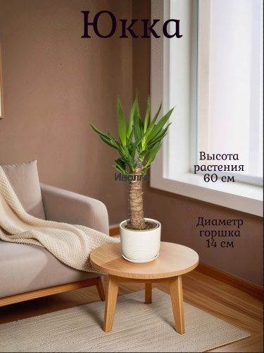 Юкка высота 60см Юкка высота 60см