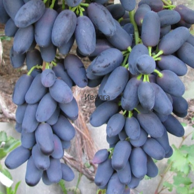 Виноград Академик Авидзба Виноград Академик Авидзба