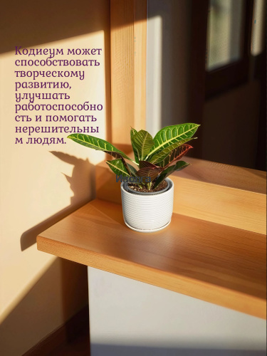 Кодиеум (Кротон) Петра высота 40см фото 3 Кодиеум (Кротон) Петра высота 40см фото 3