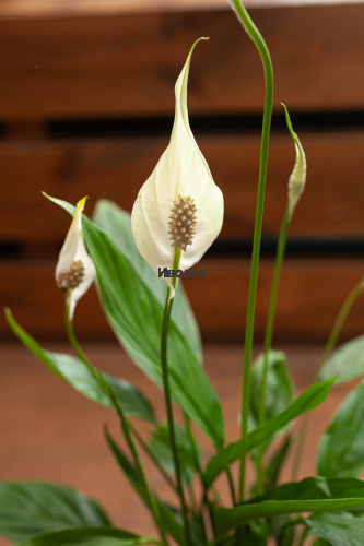 Спатифиллум Алана фото 4