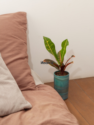 Кодиеум (Кротон) Петра