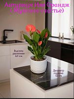 Антуриум Изи Оранж (Мужское счастье)