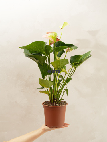 Антуриум Фэнтэзи Лав фото 4 Антуриум Фэнтэзи Лав фото 4